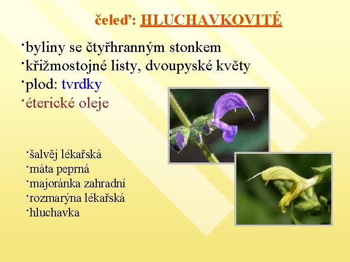 čeleď: HLUCHAVKOVITÉ ·byliny se čtyřhranným stonkem ·křižmostojné listy, dvoupyské květy ·plod: tvrdky ·éterické oleje