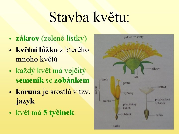 Stavba květu: • • • zákrov (zelené lístky) květní lůžko z kterého mnoho květů