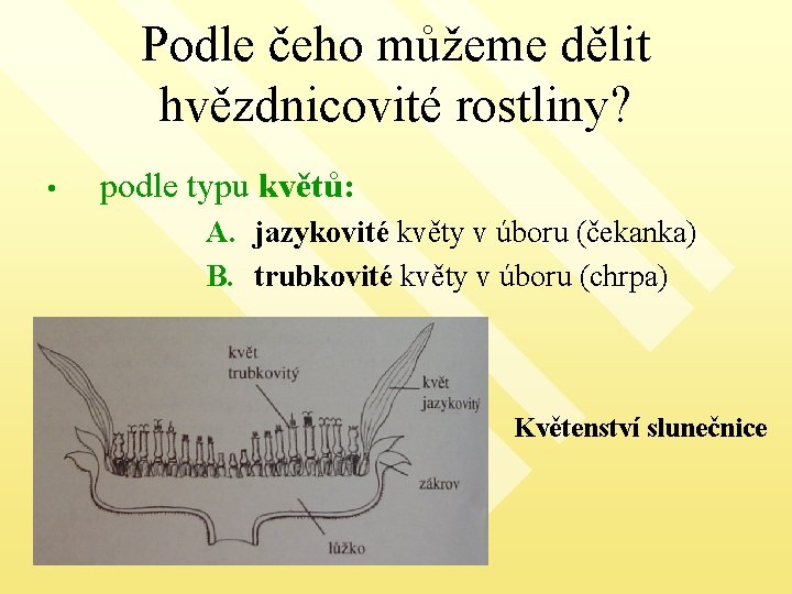 Podle čeho můžeme dělit hvězdnicovité rostliny? • podle typu květů: A. jazykovité květy v