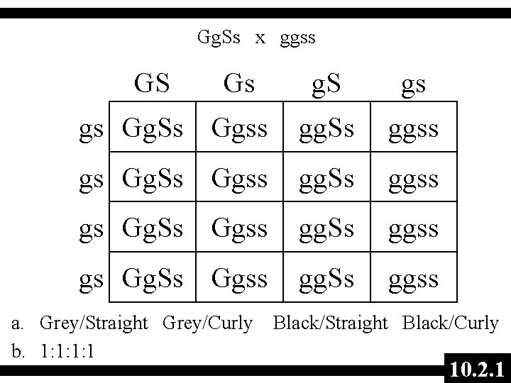 Gg. Ss x ggss GS Gs g. S gs gs Gg. Ss Ggss gg.