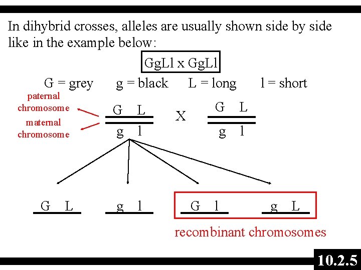 In dihybrid crosses, alleles are usually shown side by side like in the example