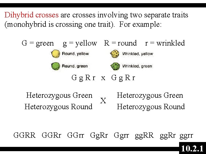 Dihybrid crosses are crosses involving two separate traits (monohybrid is crossing one trait). For