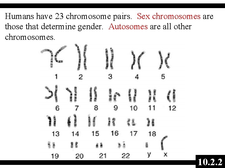 Humans have 23 chromosome pairs. Sex chromosomes are those that determine gender. Autosomes are