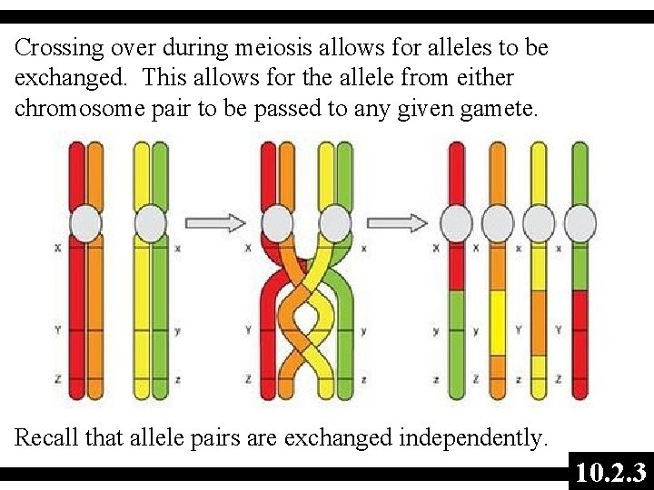 Crossing over during meiosis allows for alleles to be exchanged. This allows for the