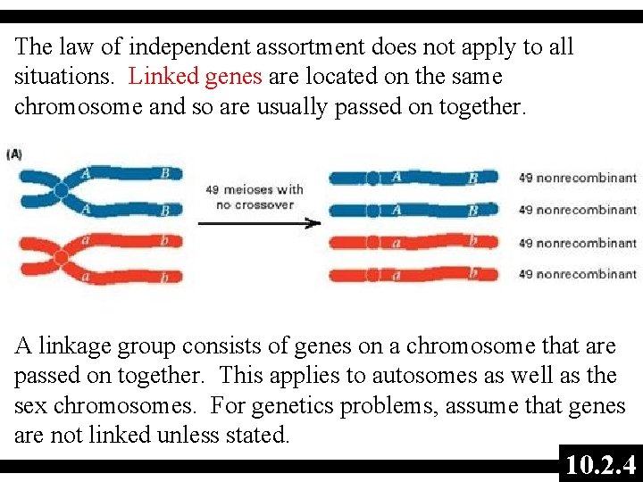 The law of independent assortment does not apply to all situations. Linked genes are