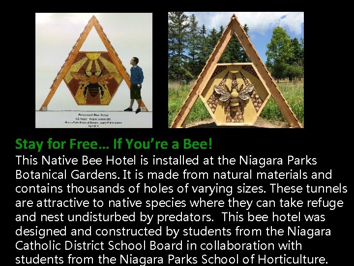 Stay for Free… If You’re a Bee! This Native Bee Hotel is installed at