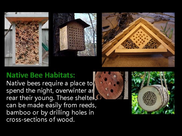 Native Bee Habitats: Native bees require a place to spend the night, overwinter and