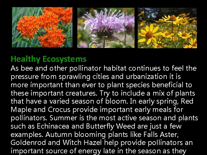 Healthy Ecosystems As bee and other pollinator habitat continues to feel the pressure from