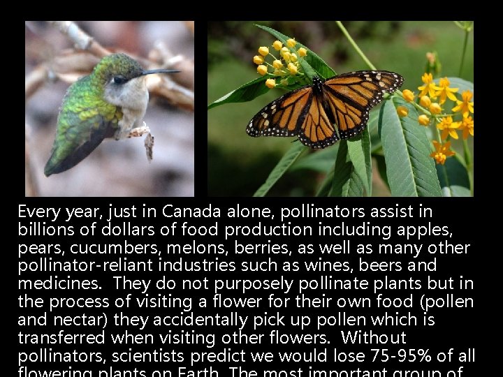 Every year, just in Canada alone, pollinators assist in billions of dollars of food