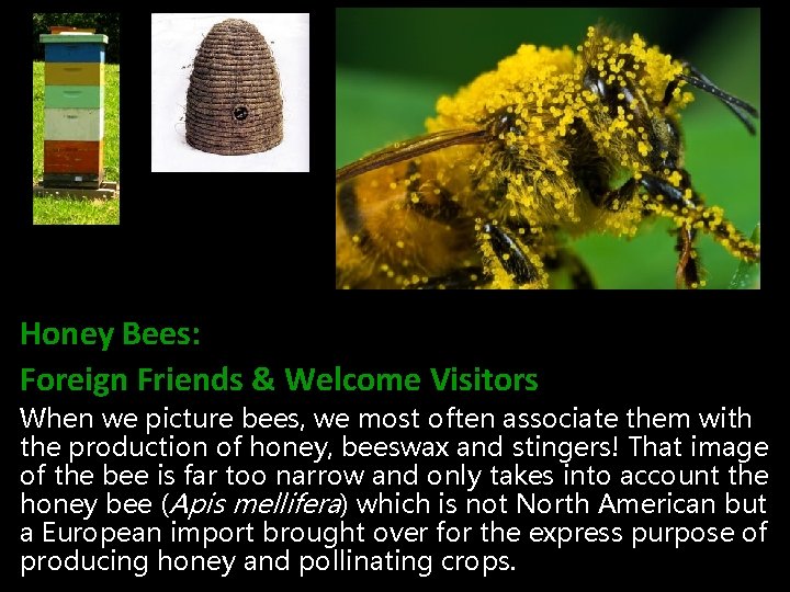 Honey Bees: Foreign Friends & Welcome Visitors When we picture bees, we most often