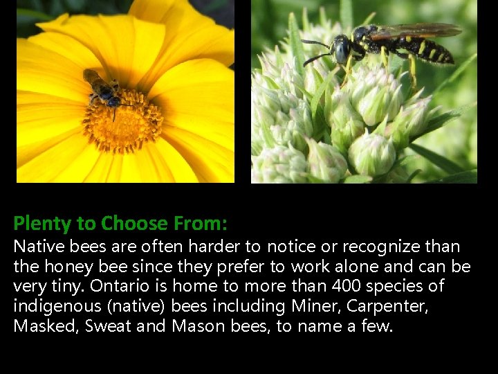 Plenty to Choose From: Native bees are often harder to notice or recognize than