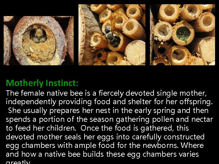 Motherly Instinct: The female native bee is a fiercely devoted single mother, independently providing