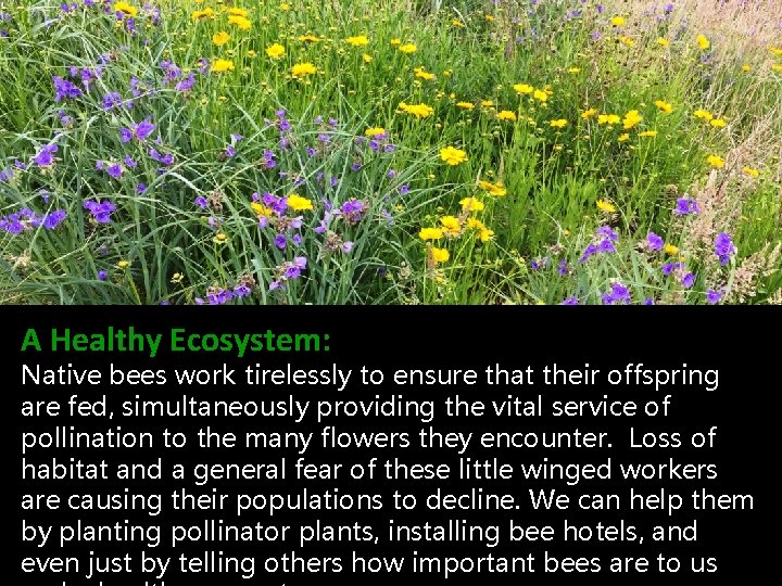 A Healthy Ecosystem: Native bees work tirelessly to ensure that their offspring are fed,