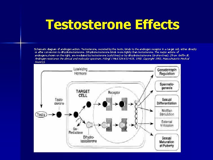 Testosterone Effects Schematic diagram of androgen action. Testosterone, secreted by the testis, binds to