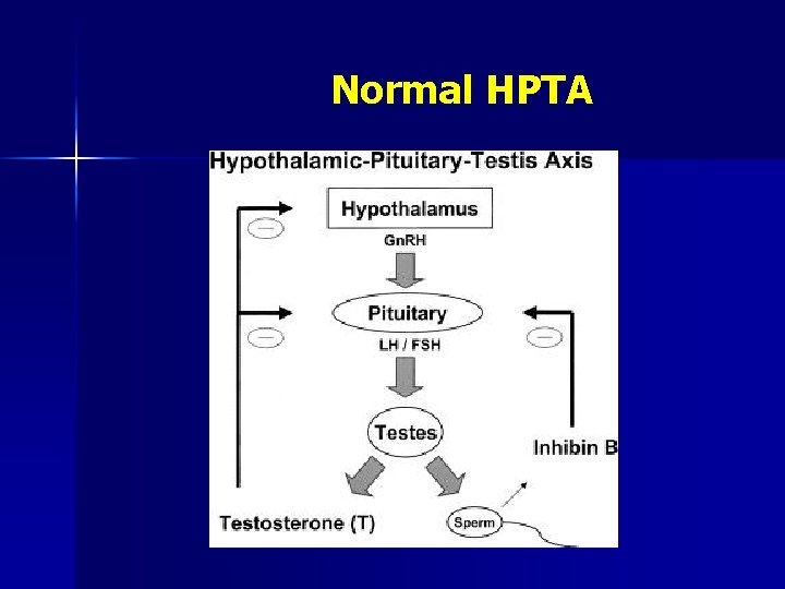 Normal HPTA 