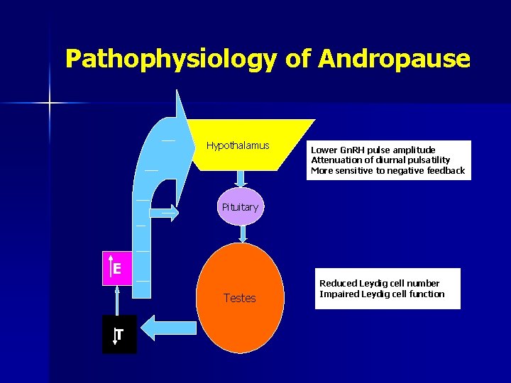 Pathophysiology of Andropause Hypothalamus Lower Gn. RH pulse amplitude Attenuation of diurnal pulsatility More