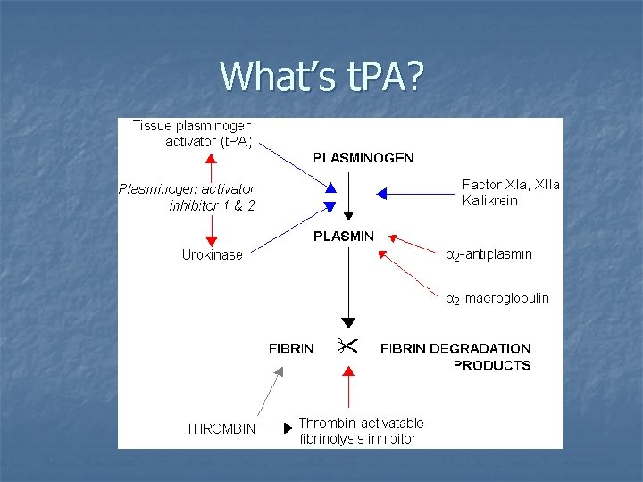 What’s t. PA? 