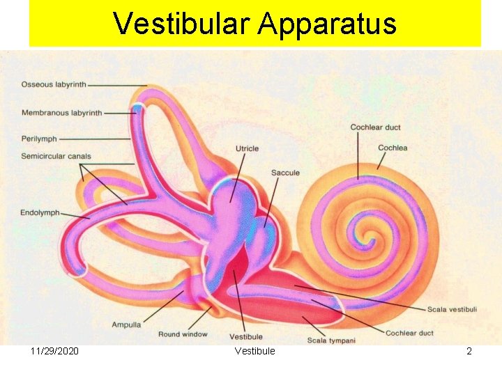 Vestibular Apparatus 11/29/2020 Vestibule 2 