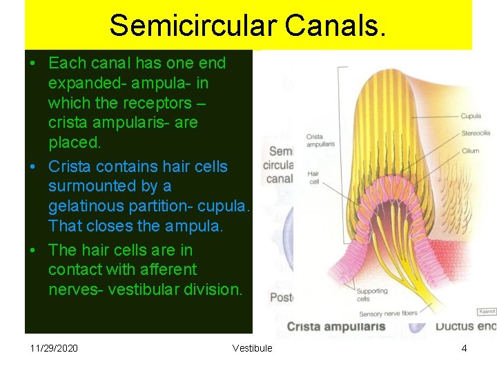 Semicircular Canals. • Each canal has one end expanded- ampula- in which the receptors