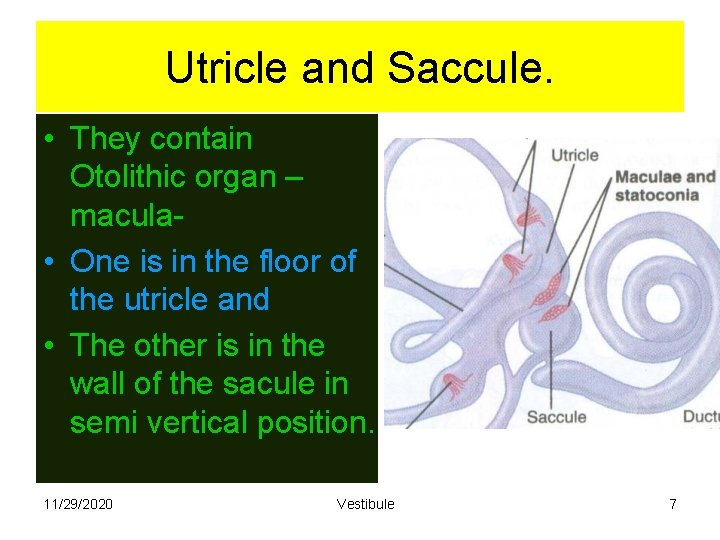 Utricle and Saccule. • They contain Otolithic organ – macula • One is in