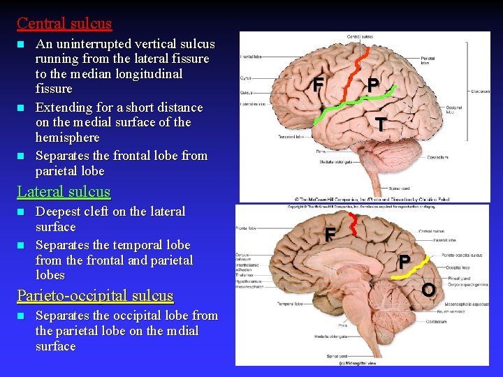 Central sulcus n n n An uninterrupted vertical sulcus running from the lateral fissure