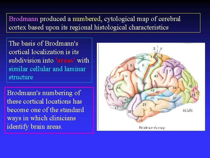 Brodmann produced a numbered, cytological map of cerebral cortex based upon its regional histological