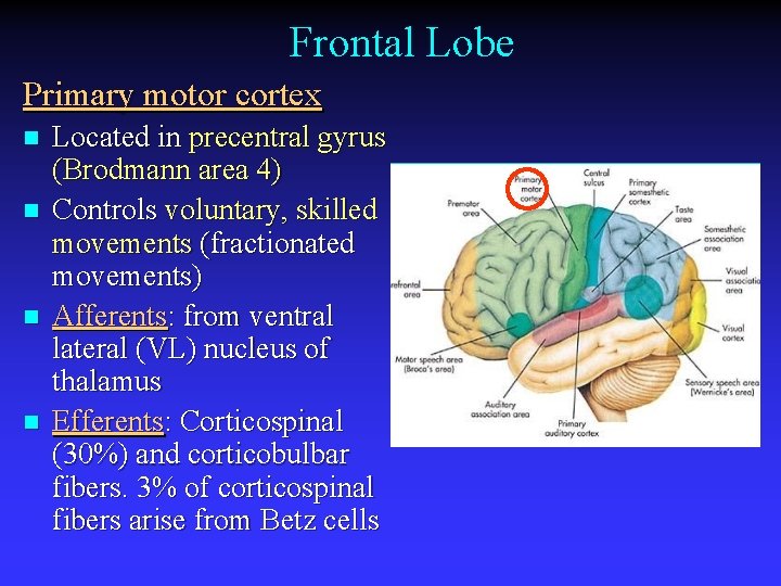 Frontal Lobe Primary motor cortex n n Located in precentral gyrus (Brodmann area 4)