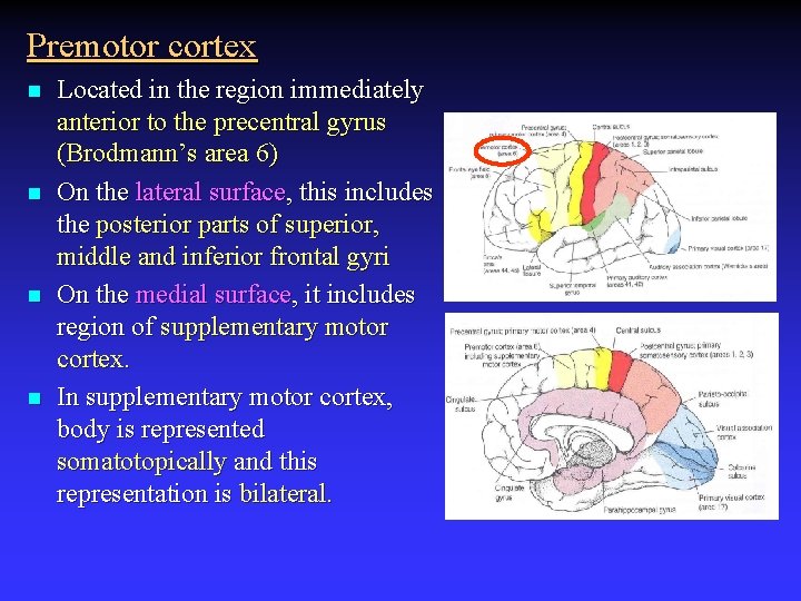 Premotor cortex n n Located in the region immediately anterior to the precentral gyrus