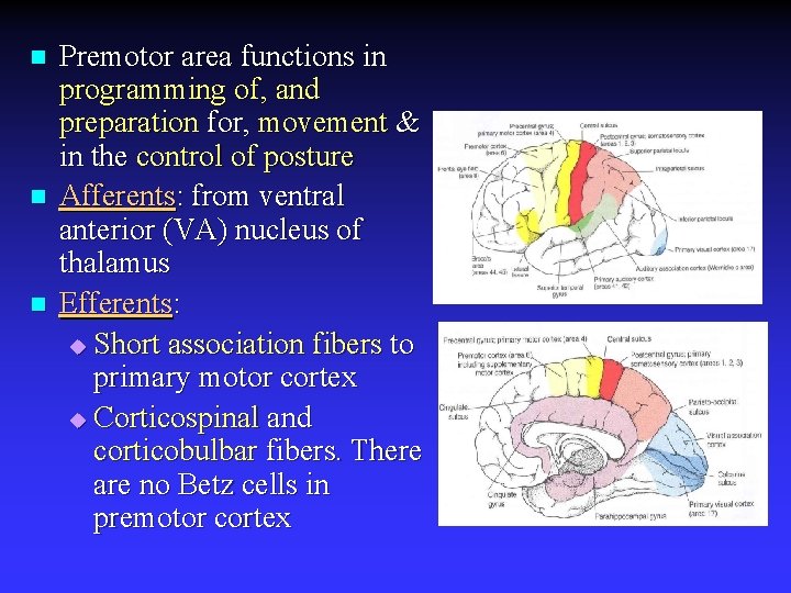 n n n Premotor area functions in programming of, and preparation for, movement &