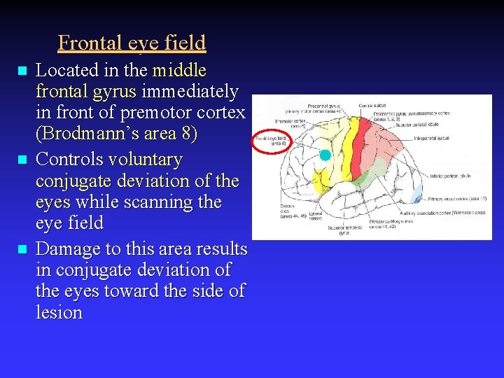 Frontal eye field n n n Located in the middle frontal gyrus immediately in