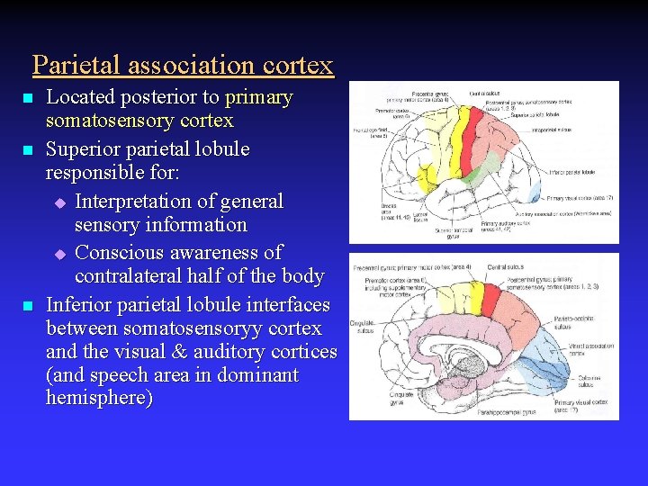 Parietal association cortex n n n Located posterior to primary somatosensory cortex Superior parietal