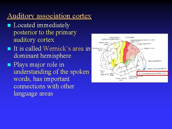 Auditory association cortex n n n Located immediately posterior to the primary auditory cortex