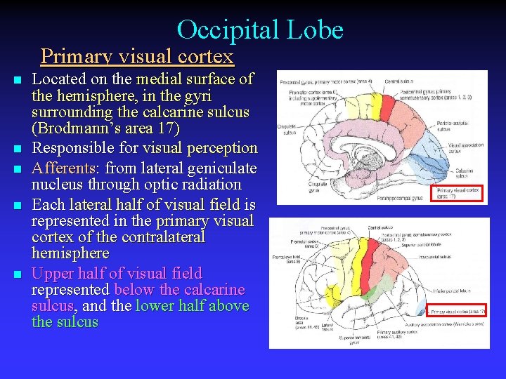 Occipital Lobe Primary visual cortex n n n Located on the medial surface of