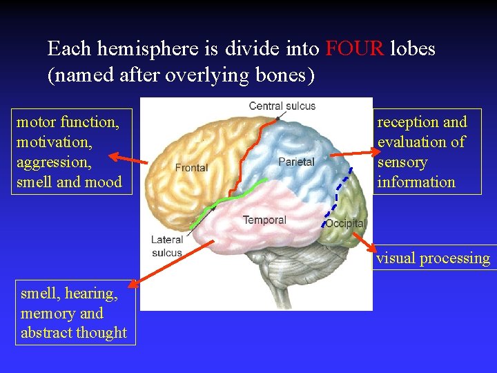 Each hemisphere is divide into FOUR lobes (named after overlying bones) motor function, motivation,