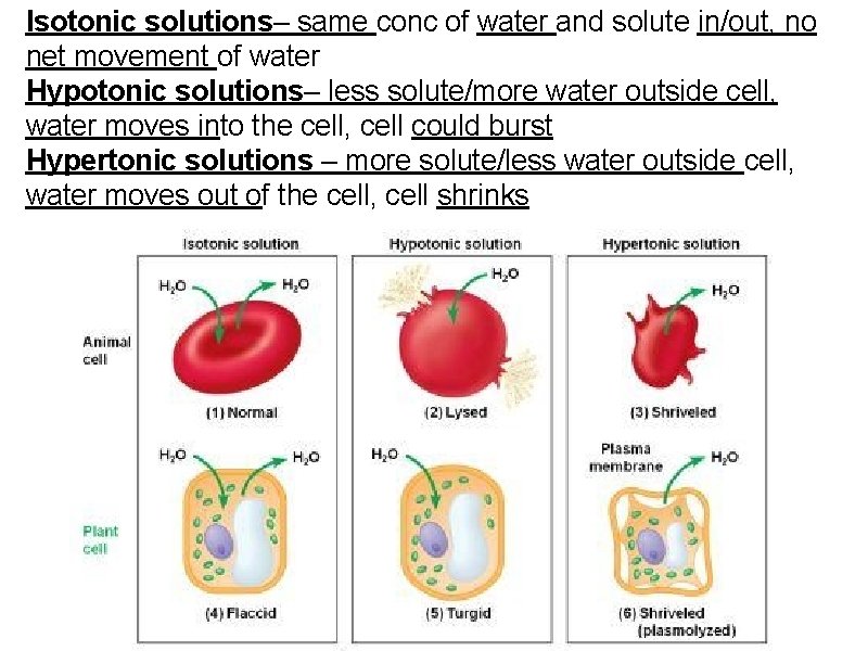 Isotonic solutions– same conc of water and solute in/out, no net movement of water Isotonic solutions– same conc of water and solute in/out, no net movement of water