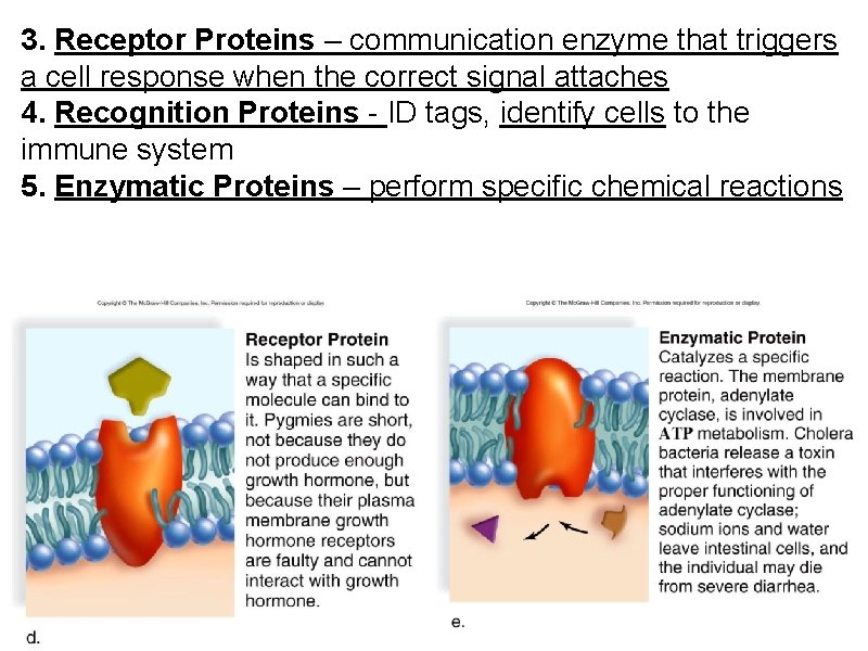 3. Receptor Proteins – communication enzyme that triggers a cell response when the correct