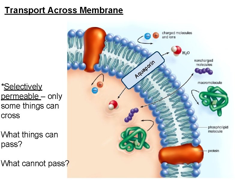 Transport Across Membrane p in r o a qu A *Selectively permeable – only