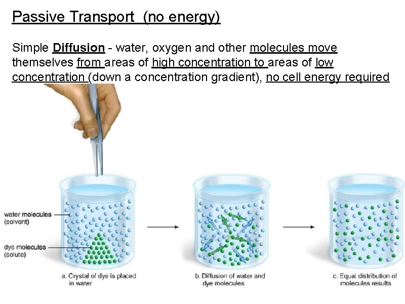 Passive Transport (no energy) Simple Diffusion - water, oxygen and other molecules move themselves