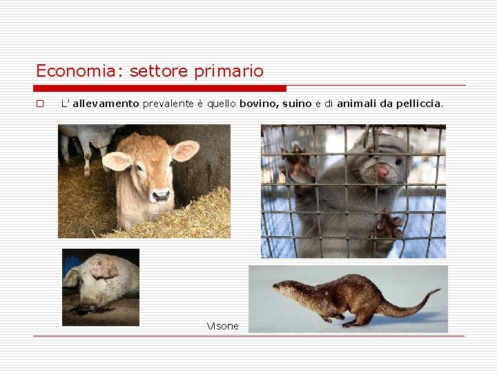 Economia: settore primario o L’ allevamento prevalente è quello bovino, suino e di animali