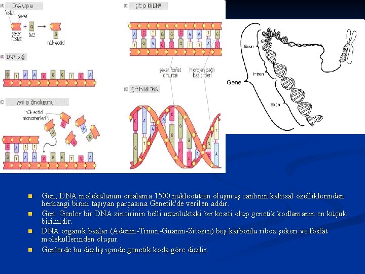 n n Gen, DNA molekülünün ortalama 1500 nükleotitten oluşmuş canlının kalıtsal özelliklerinden herhangi birini