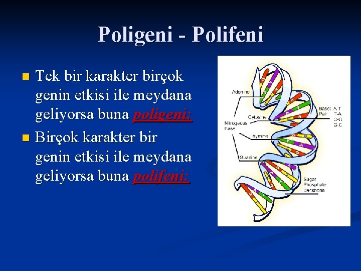 Poligeni - Polifeni Tek bir karakter birçok genin etkisi ile meydana geliyorsa buna poligeni;