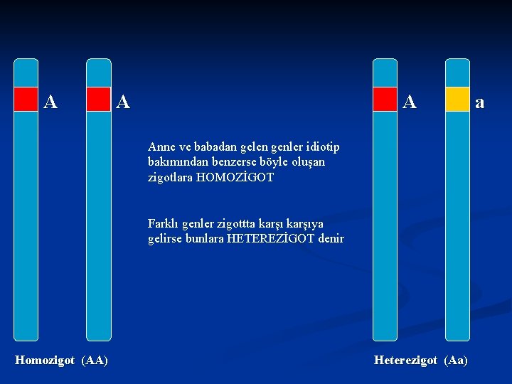 A A A Anne ve babadan gelen genler idiotip bakımından benzerse böyle oluşan zigotlara