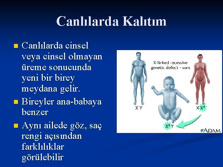 Canlılarda Kalıtım Canlılarda cinsel veya cinsel olmayan üreme sonucunda yeni birey meydana gelir. n