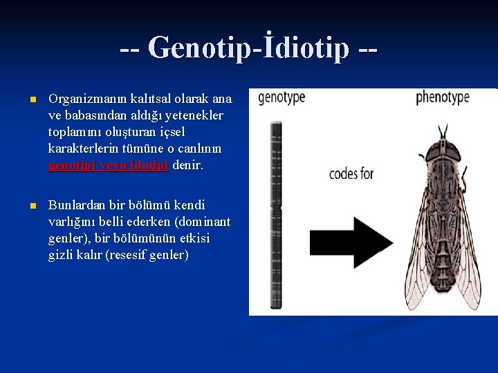 -- Genotip-İdiotip -n Organizmanın kalıtsal olarak ana ve babasından aldığı yetenekler toplamını oluşturan içsel