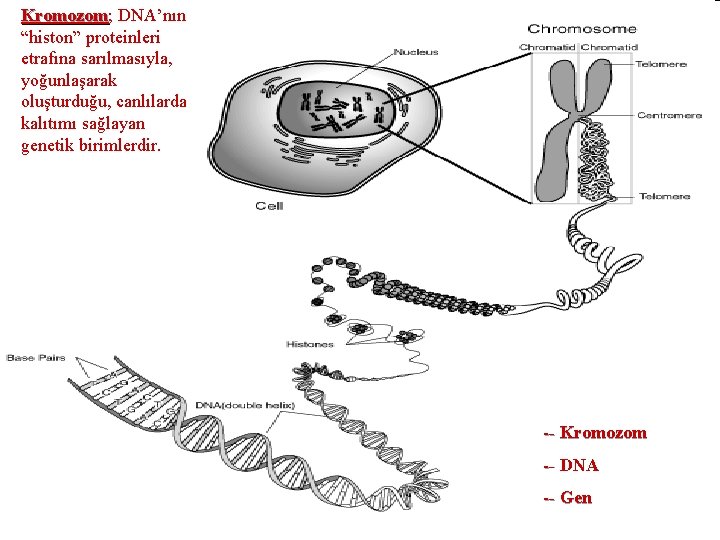 Kromozom; Kromozom DNA’nın “histon” proteinleri etrafına sarılmasıyla, yoğunlaşarak oluşturduğu, canlılarda kalıtımı sağlayan genetik birimlerdir.