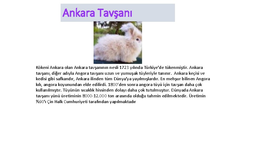 Ankara Tavşanı Kökeni Ankara olan Ankara tavşanının nesli 1723 yılında Türkiye'de tükenmiştir. Ankara tavşanı,