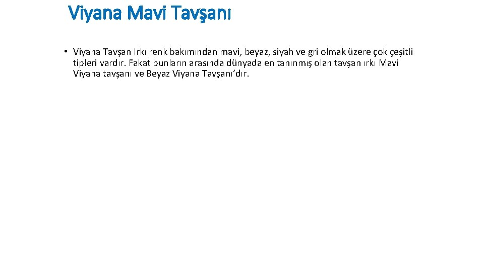 Viyana Mavi Tavşanı • Viyana Tavşan Irkı renk bakımından mavi, beyaz, siyah ve gri