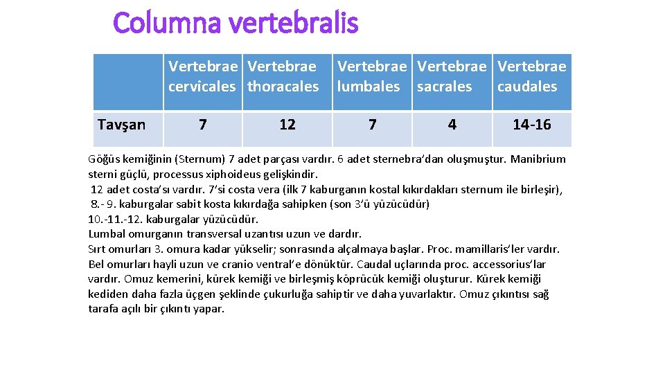 Columna vertebralis Vertebrae cervicales thoracales Tavşan 7 12 Vertebrae lumbales sacrales caudales 7 4