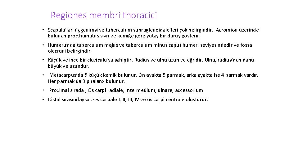Regiones membri thoracici • Scapula’ları üçgenimsi ve tuberculum supraglenoidale’leri çok belirgindir. Acromion üzerinde bulunan