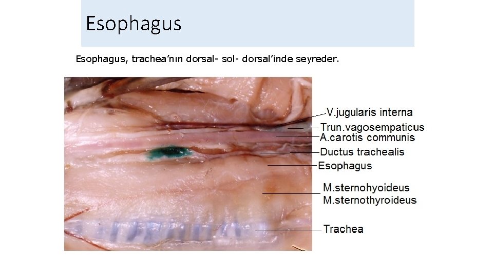 Esophagus, trachea’nın dorsal- sol- dorsal’inde seyreder. 